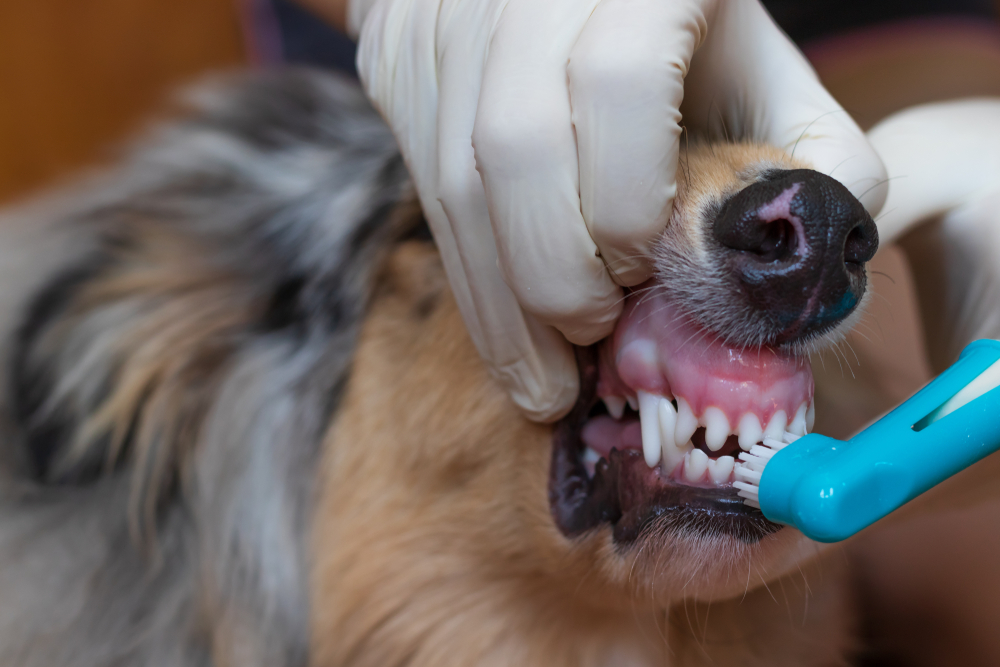 A person wearing white gloves brushes a dog's teeth with a blue toothbrush, exposing the dog's teeth and gums for dental care.