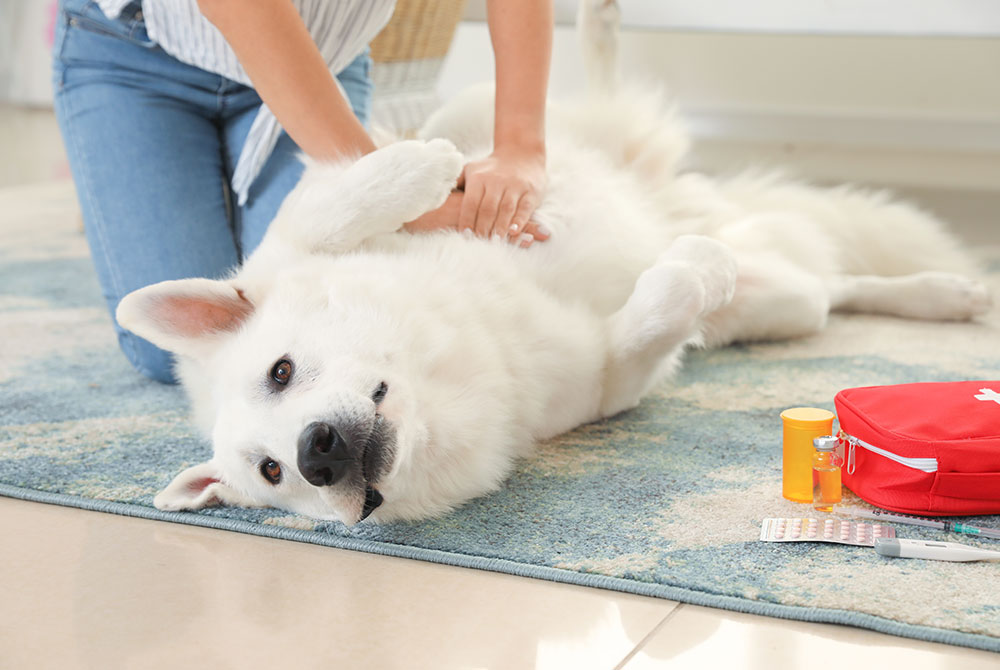 A person kneels on a carpet, performing CPR on a fluffy white dog lying on its back. A red first aid kit and medication are nearby. The scene suggests an emergency care situation in a home environment.
