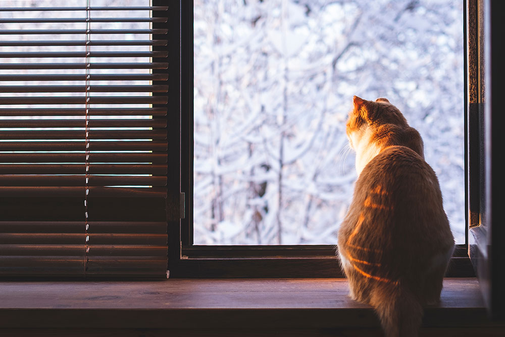 A ginger cat sits on a windowsill, looking out an open window at snow-covered trees. Sunlight streams through the blinds, casting shadows and light on the cat and the wooden surface.