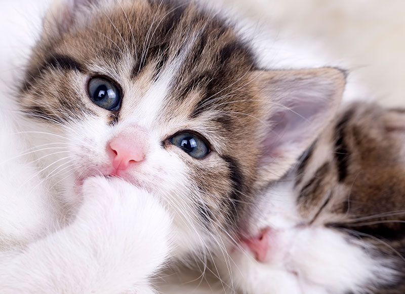 Close-up of two adorable kittens with white and brown fur lying close together. The kitten in the foreground has bright blue eyes and is looking directly at the camera with its paw near its mouth, while the other kitten is sleeping snuggled next to it—perfectly cozy after a visit to the veterinarian.