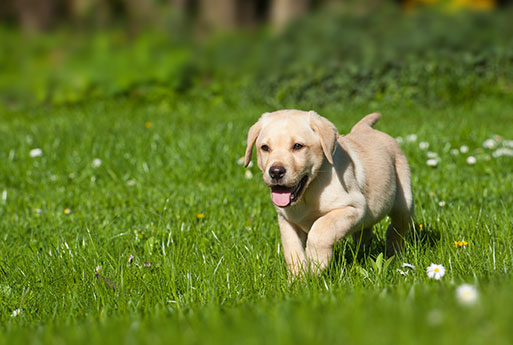 A playful yellow Labrador Retriever puppy runs through a lush green field scattered with small white flowers, with a happy expression and tongue hanging out. The background is filled with more greenery and out-of-focus foliage, making it look like the perfect place for a vet's furry friend to explore.
