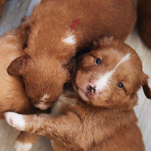 Three fluffy brown and white puppies snuggle together on a light-colored surface. One puppy, with a red mark on its back, looks up curiously, while the others cuddle close. It's a cozy and heartwarming scene that would melt any vet's heart.