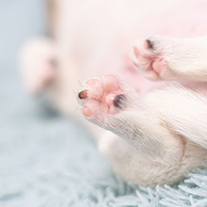 Close-up of a puppy's tiny pink and black paw pads on a soft, light blue rug. The puppy's fur is white and slightly blurred in the background, emphasizing the delicate paws in the foreground. Perfect for any vet capturing precious moments at their clinic.