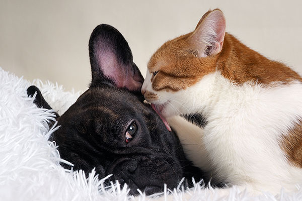 A black French Bulldog lies on a fluffy white blanket, appearing relaxed with its head resting. A ginger and white cat sits close, gently licking the dog’s face, showcasing a moment of affection between the two animals. This tender scene could easily warm any veterinarian's heart.