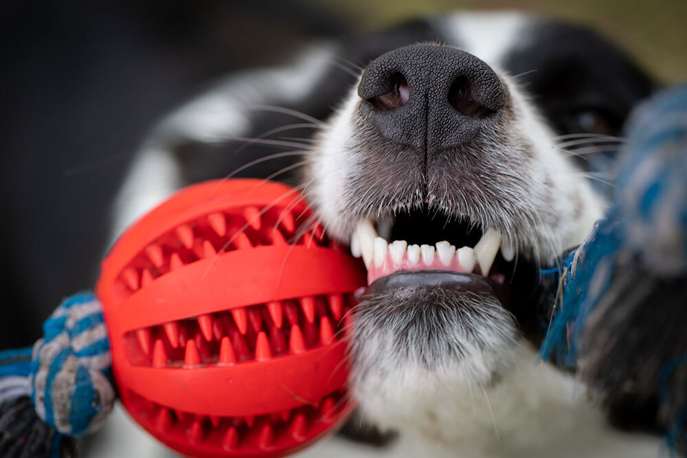 Close-up of a black and white dog holding a red textured ball and a blue rope toy in its mouth, showing its teeth and nose in sharp focus.