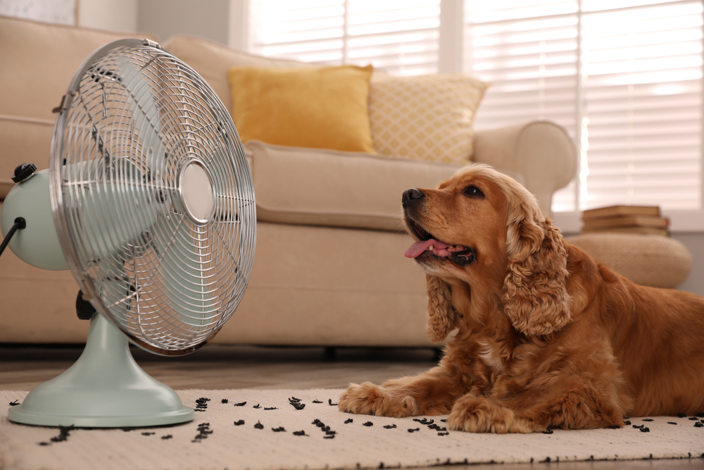 A brown cocker spaniel dog lies on a rug in front of an electric fan, panting. Behind the dog is a beige sofa with yellow pillows and a stack of books by a window with blinds.