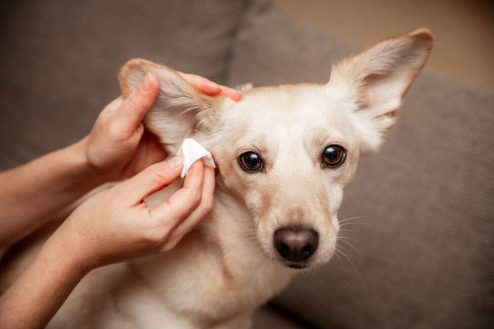 Person gently cleaning a light-colored dog's ear with a soft cloth while the dog sits on a couch, looking directly at the camera.