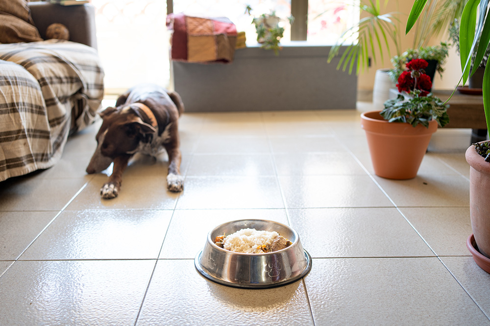 A dog lies on a tiled floor in a living room, looking at a bowl of food placed in the foreground. Potted plants and a sofa are visible in the background near a large window.