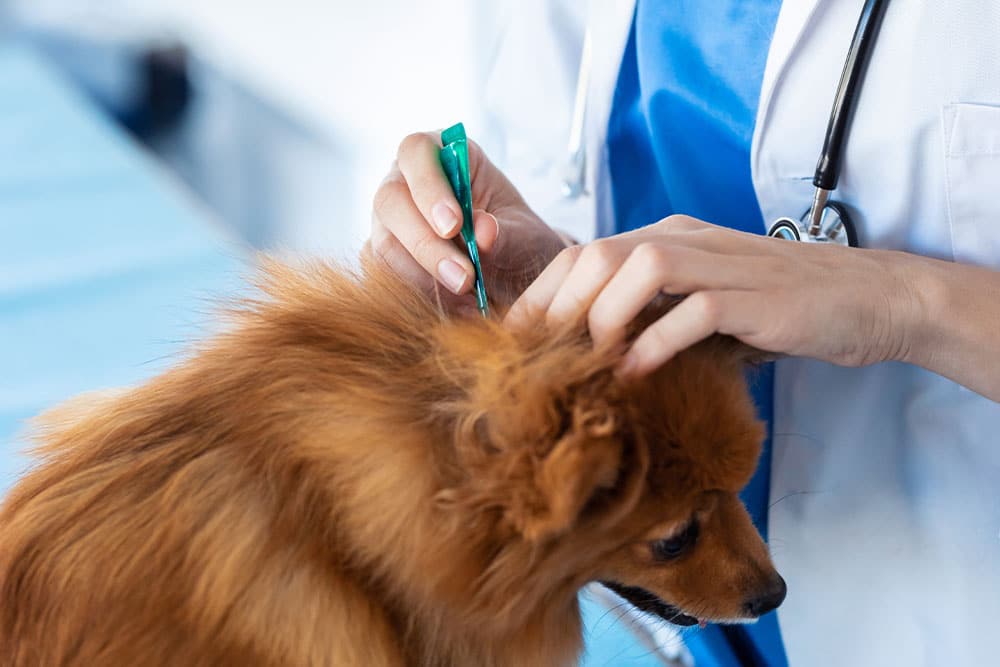A veterinarian in a white coat uses a green tool to check the ear of a small brown dog during a medical examination.