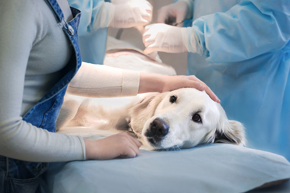 A golden retriever lies on an examination table, looking calm. A person gently pets its head. Two individuals in blue protective gowns and gloves are preparing for a procedure in the background.