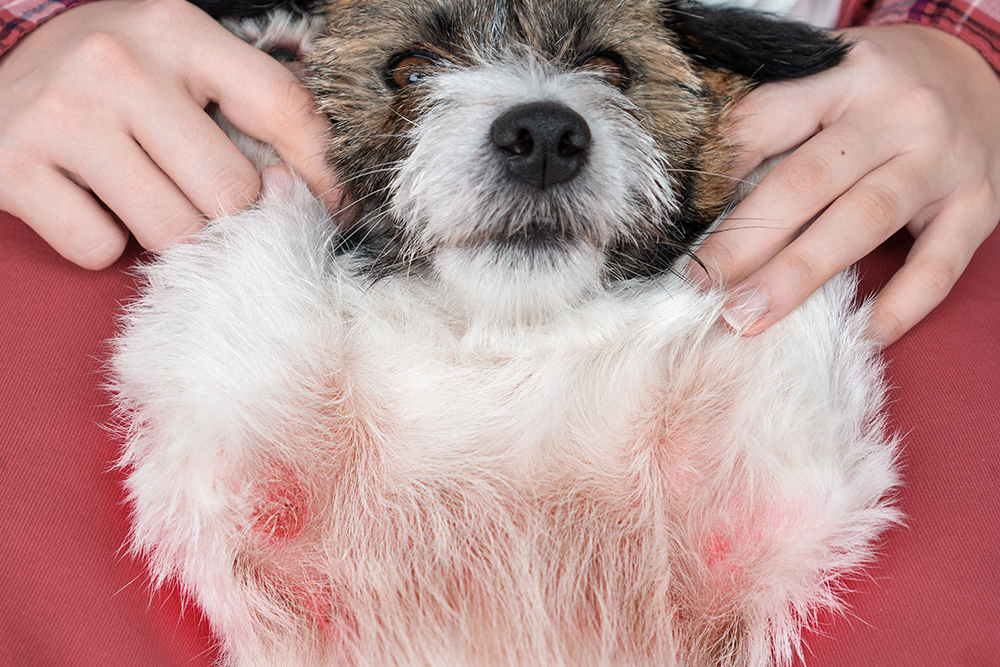 A small dog with white and brown fur lies on its back, showing its pink belly. The dog looks relaxed as a person gently holds its front paws.