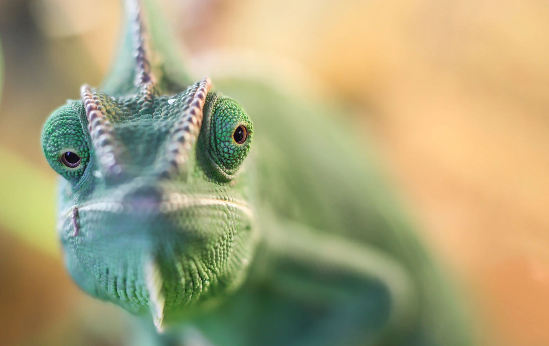 Close-up image of a green chameleon with intricate skin texture examined by a veterinarian. The focus is on its head and eyes, which have a scaled pattern and vibrant green color, blending seamlessly into its surroundings with a soft, blurred background.
