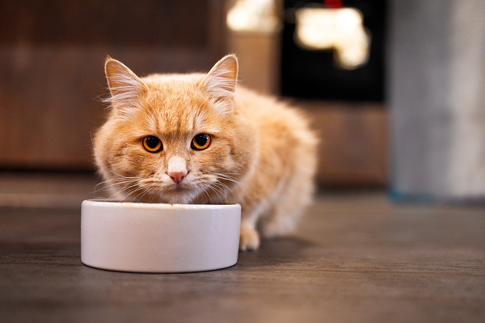 A fluffy orange cat with bright eyes stares forward while eating from a white bowl on a dark floor indoors. The background is blurred, drawing focus to the cat.