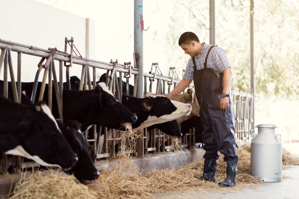 A farmer in overalls and boots pets a black and white cow's head in a barn. Several cows are lined up eating hay. A large metal milk can is on the ground nearby.