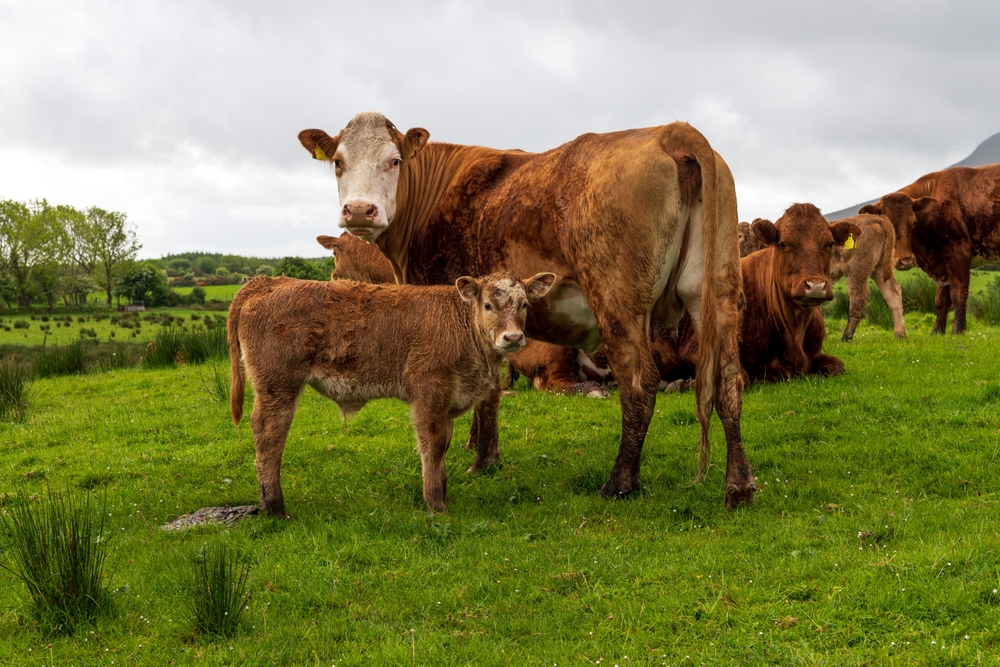 Cows and a calf graze in a lush green field under an overcast sky. Several other cows are lying on the grass in the background. Trees are visible on the horizon.