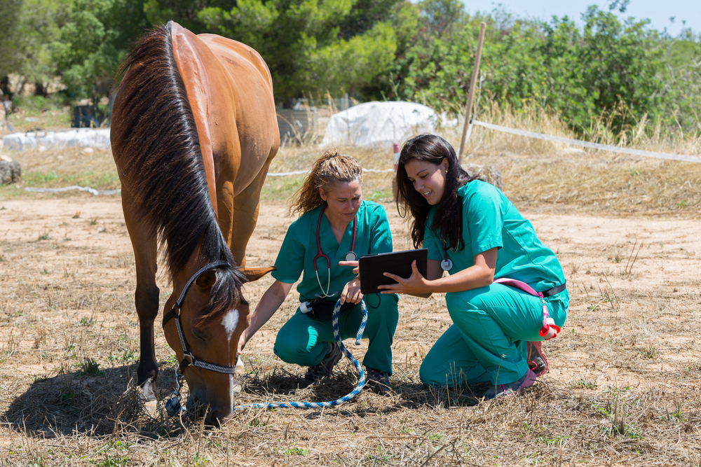 Two veterinarians in green uniforms examine a brown horse in an outdoor field. One holds a tablet, and the other observes the horse, which is grazing. Trees and hay bales are visible in the background.