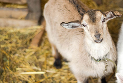 A small brown and white goat with short fur stands on a bed of straw, looking up at the camera. The goat has a collar around its neck and floppy ears that slightly point upward, as if greeting its veterinarian. The background is blurry, showing more straw and a wooden structure.
