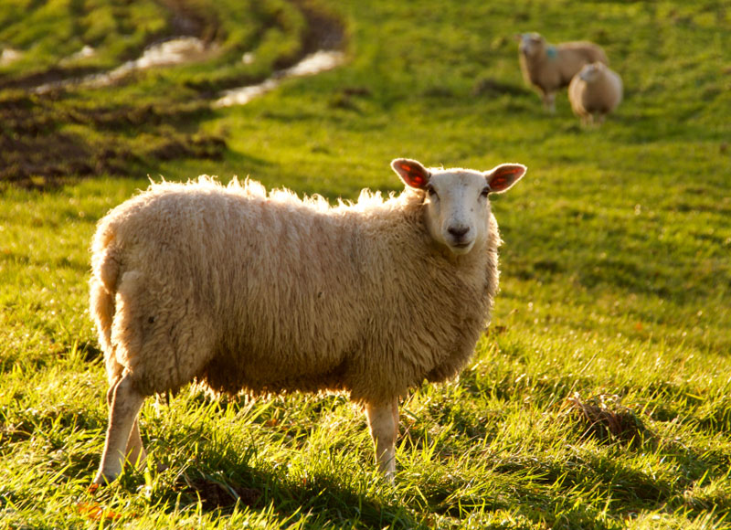 A sheep stands in a sunlit grassy field, looking towards the camera. In the background, two more sheep are visible—one lying down and another grazing. The field is green and lush with gentle slopes and patches of mud, ideal for a pastoral scene observed by any keen veterinarian.