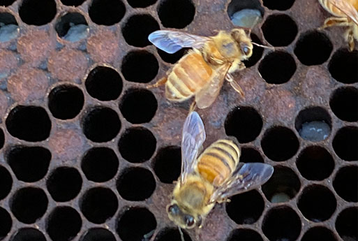 Two honeybees with translucent wings crawl on a honeycomb structure. Their bodies are striped with brown and yellow, and they are surrounded by the hexagonal cells of the comb.
