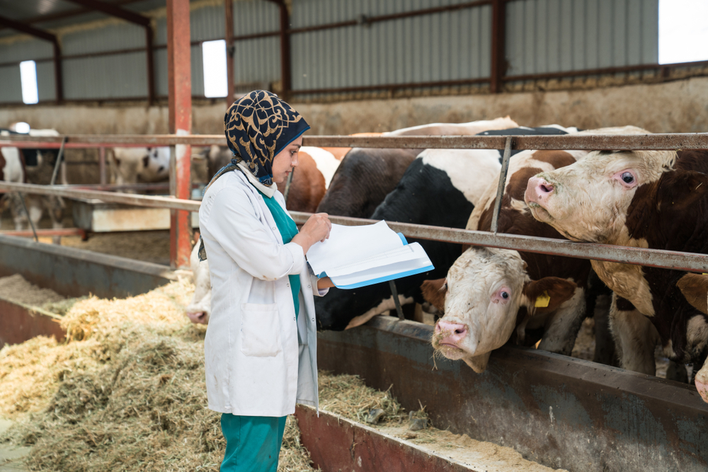 A veterinarian wearing a headscarf and white coat stands in a barn, writing on a clipboard while observing cows in a pen. The barn has a metal roof and the ground is covered with straw.