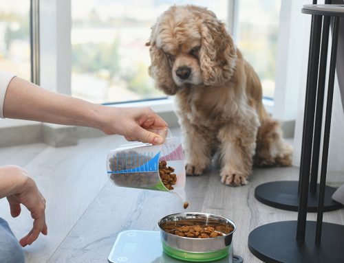 How Many Calories Does My Dog or Cat Actually Need a Day?
