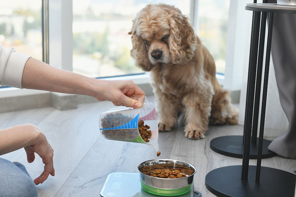 A person pours dry dog food from a measuring cup into a metal bowl on the floor while a brown, long-haired dog watches attentively nearby.