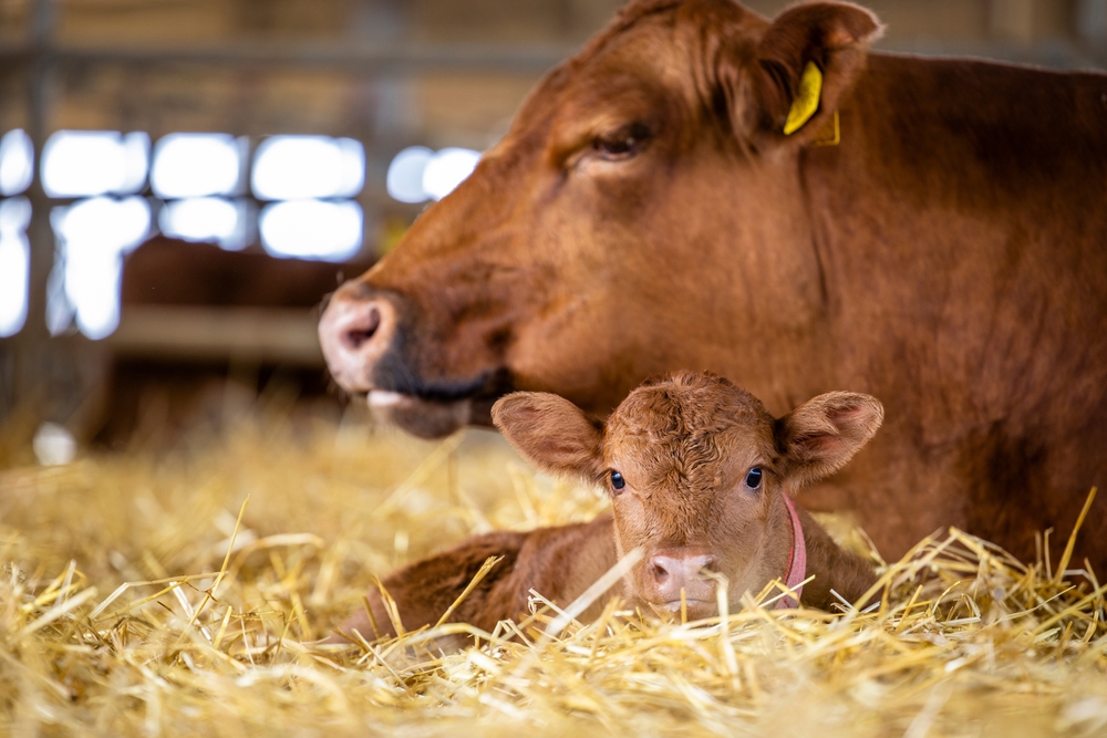 A brown cow lies on straw inside a barn, with her calf resting in front of her. The calf is looking toward the camera while the cow watches over it. The barn background is softly blurred.