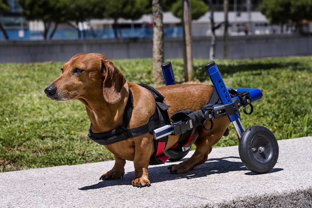 A brown dachshund wearing a harness-style wheelchair for its hind legs stands on a concrete path in a park, with green grass and trees in the background.