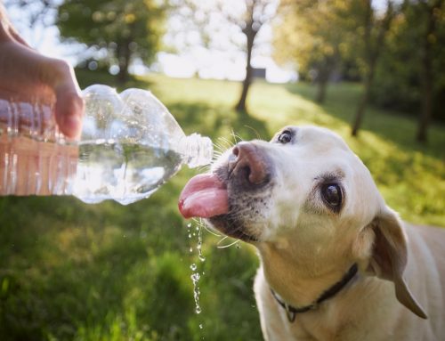 Are Your Pets Safe During Valley Heat Waves?