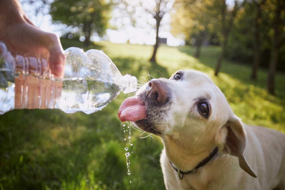 A yellow Labrador dog drinks water from a plastic bottle held by a person outdoors on a sunny day, with green grass and trees in the background.