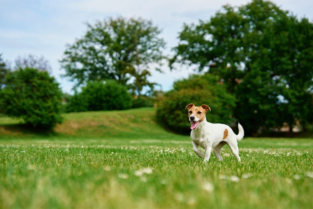 A small white dog with brown spots stands on green grass in a park, with trees and bushes in the background under a partly cloudy sky. The dog is looking forward with its mouth open.