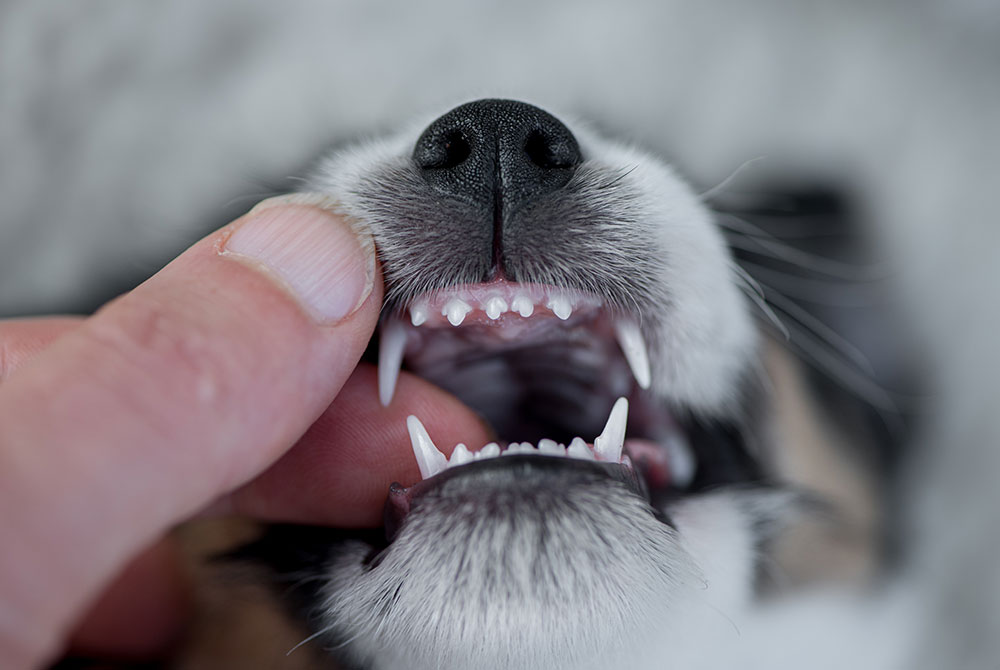 Close-up of a dog's mouth being gently opened to reveal its small, sharp teeth. A hand is holding the dog's upper lip. The dog's nose is visible at the top of the image.