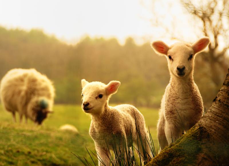 Two lambs stand on a grassy hill, looking towards the camera, while a sheep grazes in the background under a clear, golden sky. The sunlight bathes the scene in a warm, soft glow, adding to the serene and pastoral setting that any veterinarian would appreciate for its peaceful beauty.