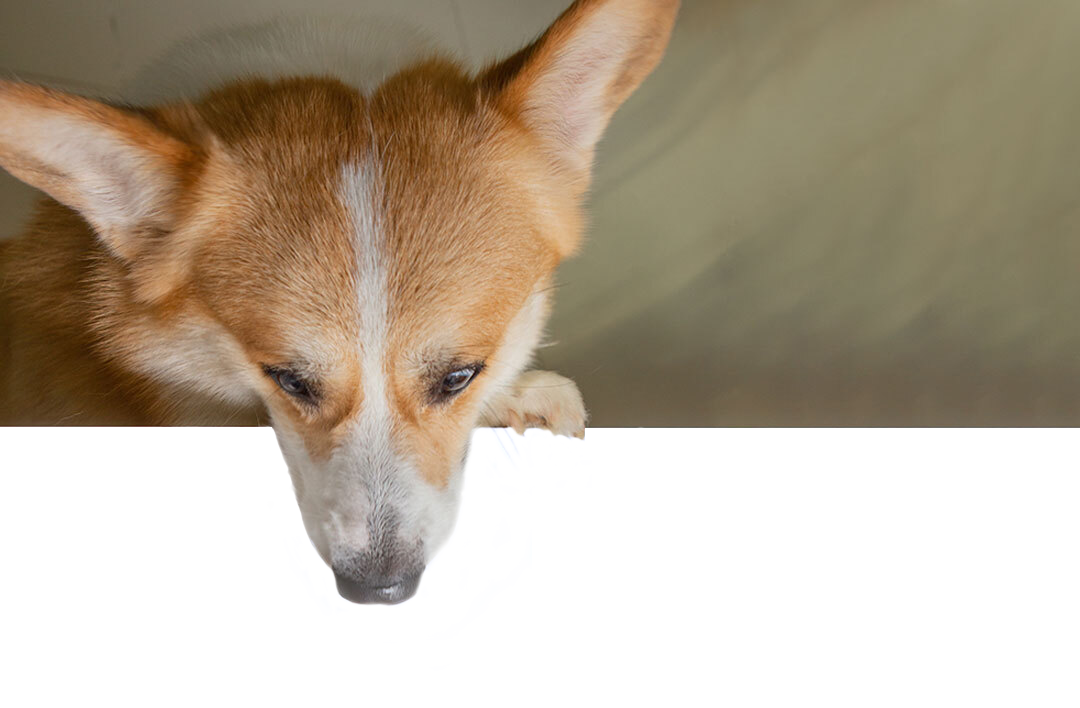A tan and white dog with large, pointy ears peers over the edge of a white surface. The dog appears to be looking down at something below, with only its head and one paw visible. The background is a blurred neutral color, reminiscent of a visit to the vet's office.