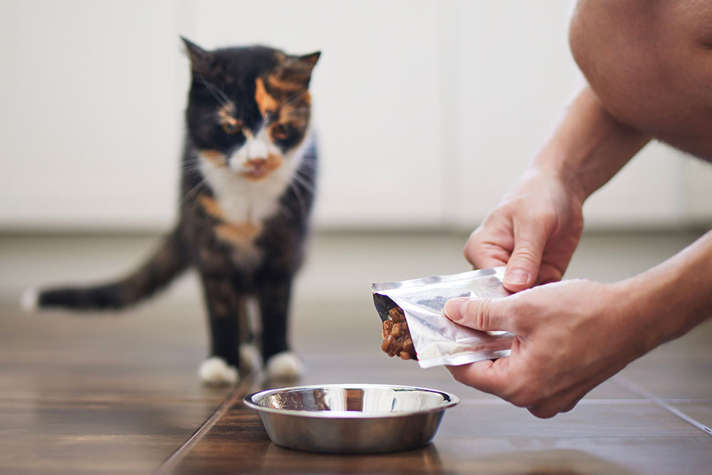 A person pours wet cat food from a pouch into a metal bowl on the floor while a calico cat looks on.