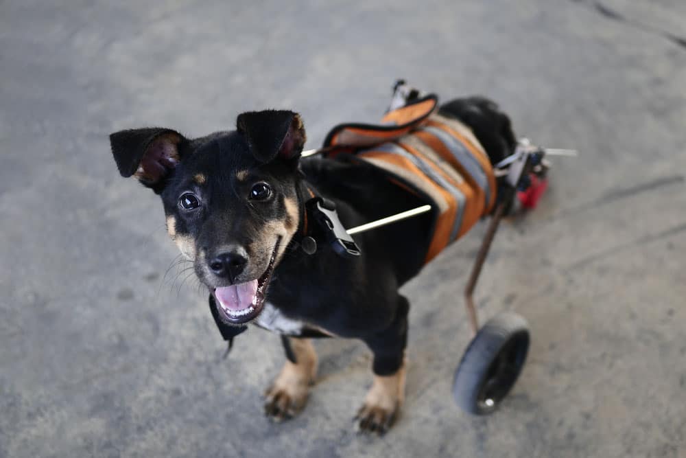 A happy black and brown dog with a wheelchair for its hind legs stands on a concrete floor, looking up and smiling at the camera.