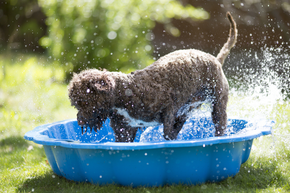 A wet, curly-haired dog splashes and plays in a small blue plastic pool outside on a sunny day, with water droplets flying around and green grass in the background.