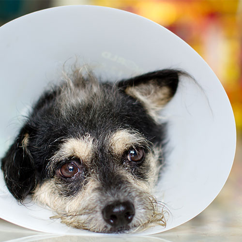 A small, scruffy dog with black and gray fur wears a white plastic cone around its neck, known as an Elizabethan collar. The dog looks up with sad eyes, resting its head on a surface after a visit to the veterinarian. The background is blurred with warm colors.