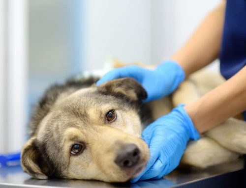 Should You Worry About a Swollen Lump Under Your Pet’s Jaw?