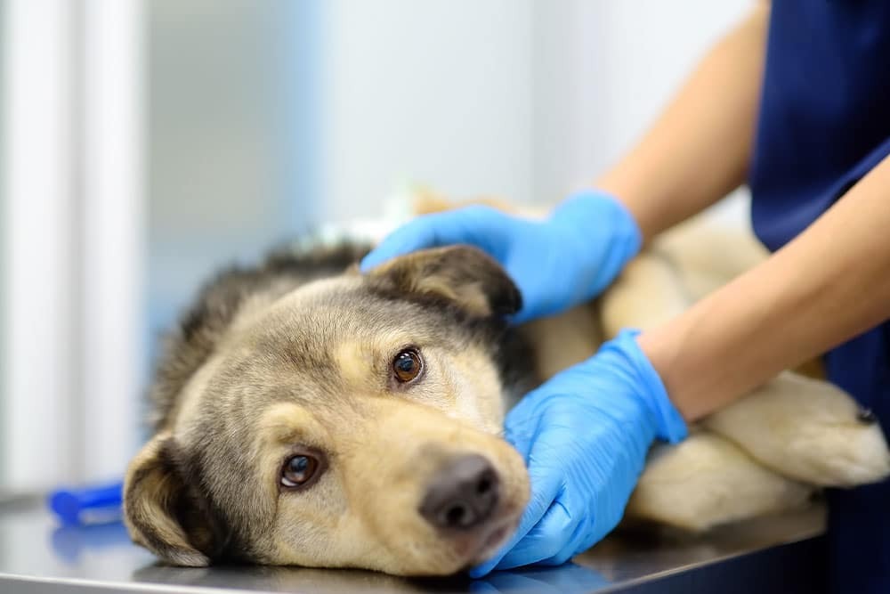 A sad-looking dog lies on a veterinary exam table while a person wearing blue gloves gently holds and comforts it.