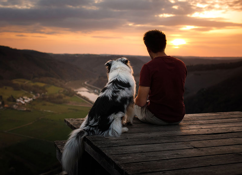 A veterinarian sits on a wooden platform with their black and white dog, both gazing at a serene sunset over a valley with rolling hills and a meandering river below. The sky displays a mix of warm colors as the sun sets behind the distant hills.