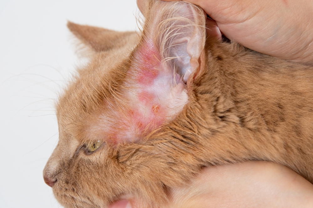 A close-up of a brown cat's head showing irritated, red, and patchy skin on its ear, possibly indicating an infection or skin condition. A person's hands gently hold the cat's head.