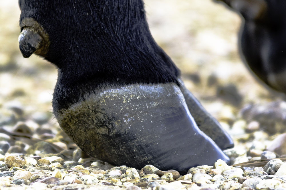 Close-up of a black horse’s hoof touching gravel, showing details of the hoof wall, fur, and some dirt buildup.