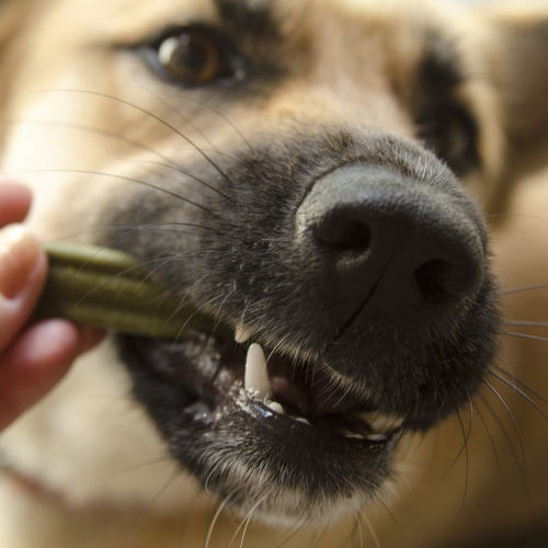 A close-up shot of a dog biting into a green chew toy held by a person's hand. The dog's nose and mouth are prominently displayed, with its teeth and gums visible as it chews on the toy—a scene any vet would approve for dental health.