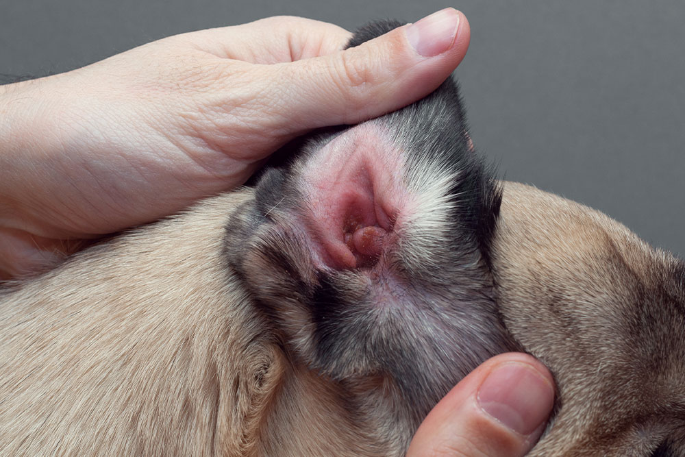 Close-up of a person gently holding a dog's ear, exposing the ear canal. The dog's fur is light brown, and the background is plain gray. The image focuses on the care of the dog's ear.