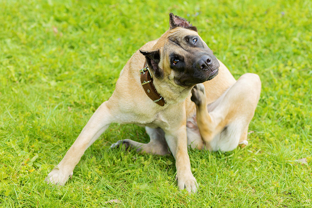 A tan and black dog with a collar is sitting on green grass, scratching its neck with its hind leg while tilting its head slightly.