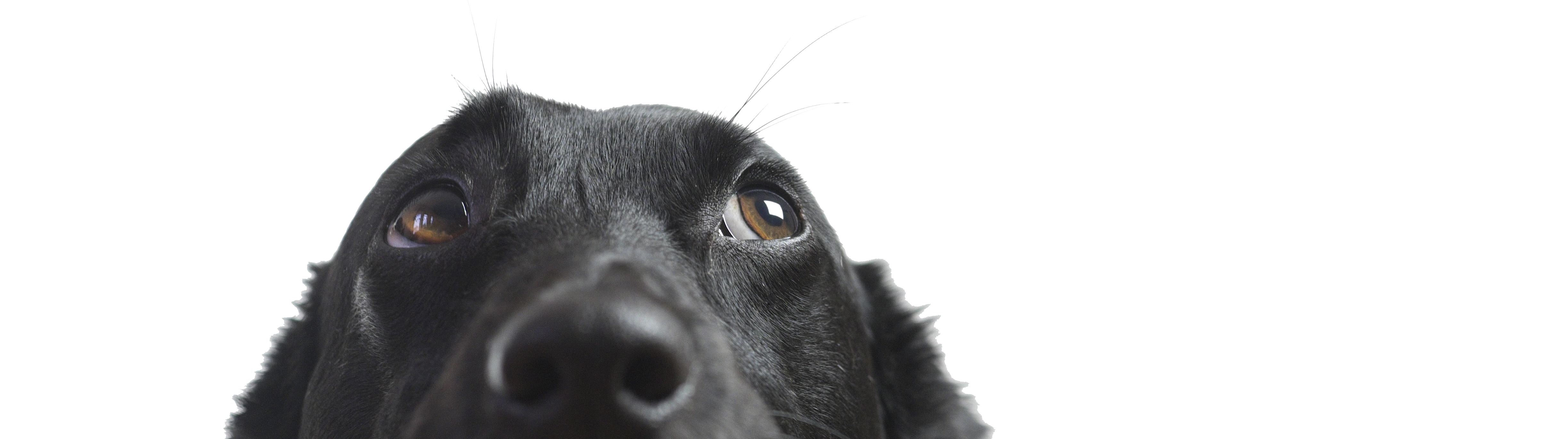 dog-payment-options-new Close-up image of the top half of a black dog's face with its curious eyes looking slightly upwards. The background is plain black, highlighting the dog's expressive eyes and a few visible whiskers, reminiscent of a vet examining their patient with attentive care.