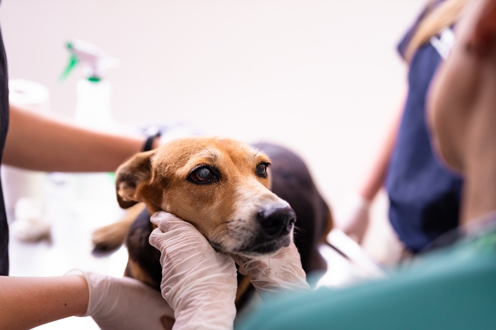 A veterinarian wearing gloves gently holds a worried-looking brown dog’s head while examining it, with another person assisting in the background.