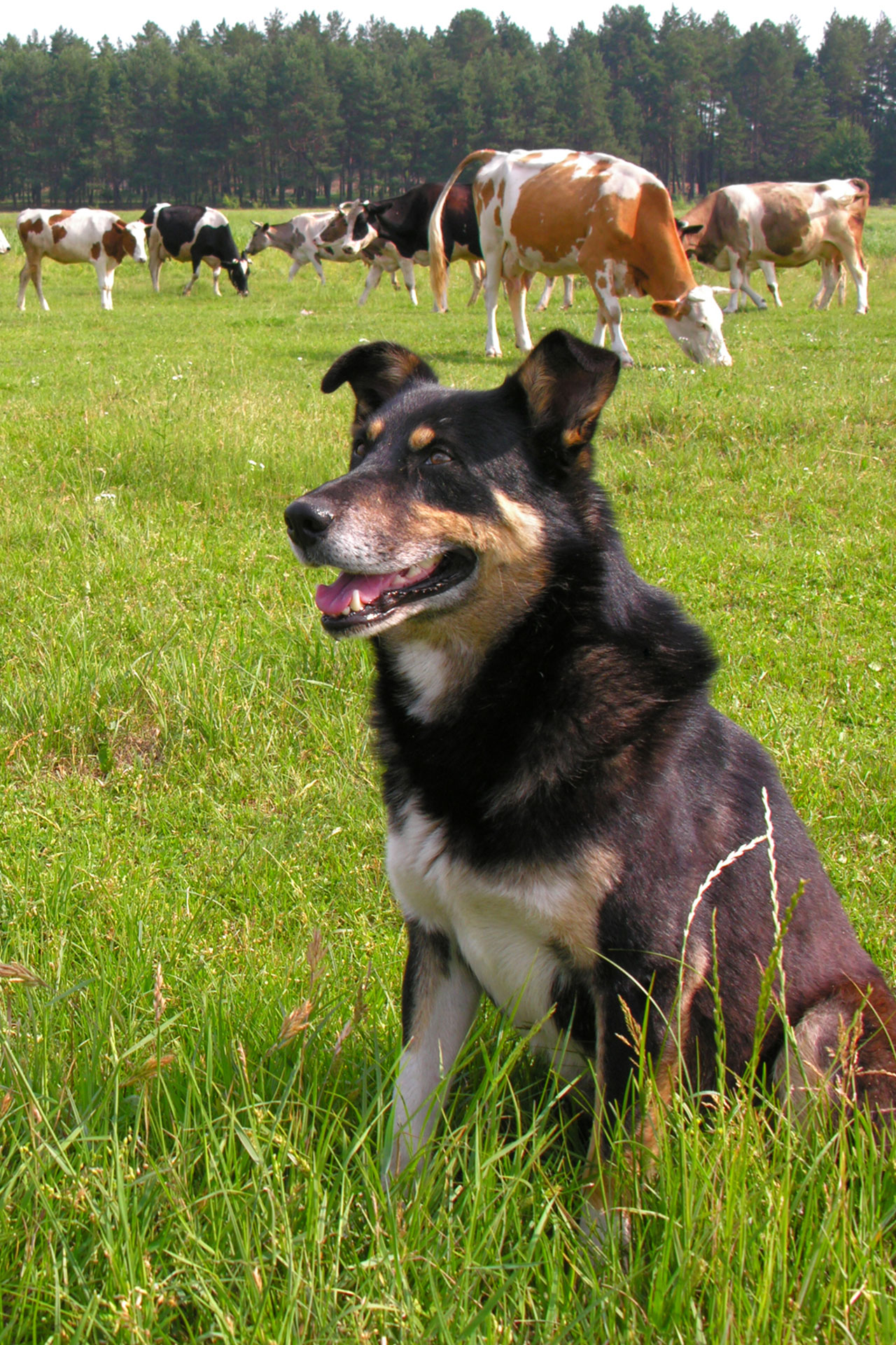 A black and tan dog with a happy expression sits in a lush green field with grazing cows in the background. The scene is bright and vibrant, depicting a rural outdoor setting on a sunny day, perfect for any veterinarian to enjoy during a break from their clinic duties.