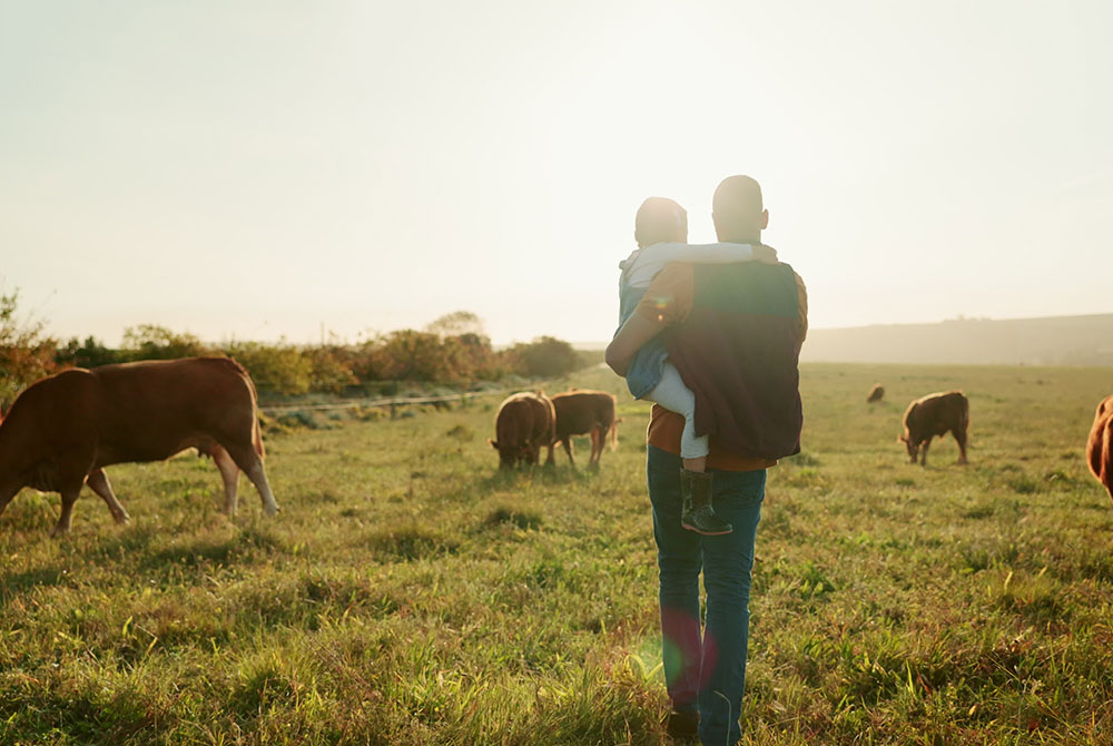 A veterinarian is carrying a child in their arms while facing a sunlit field with grazing cows. The warm sunlight creates a serene atmosphere. Both are seen from behind as they walk through the green pasture.
